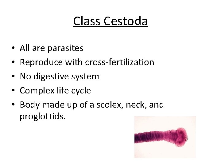 Class Cestoda • • • All are parasites Reproduce with cross-fertilization No digestive system Class Cestoda • • • All are parasites Reproduce with cross-fertilization No digestive system