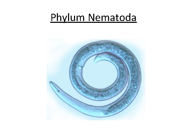 Phylum Nematoda Phylum Nematoda