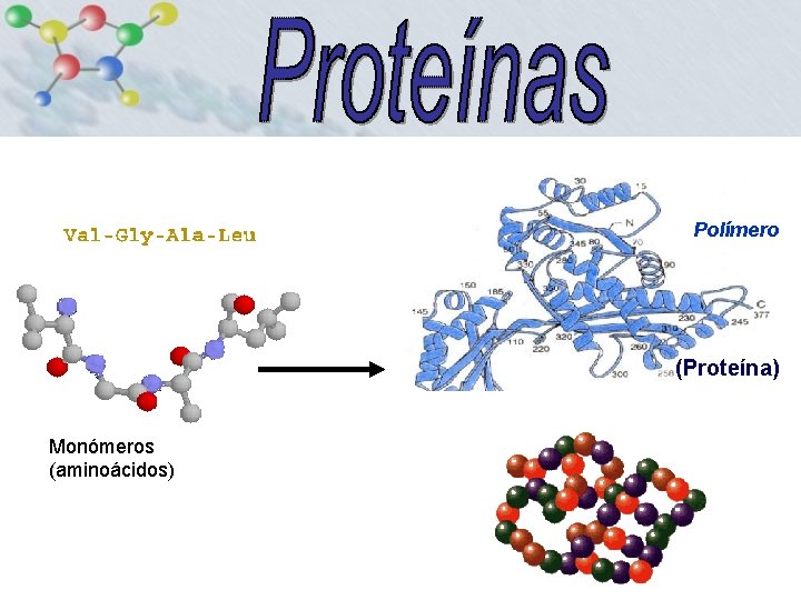 Polímero (Proteína) Monómeros (aminoácidos) 15 