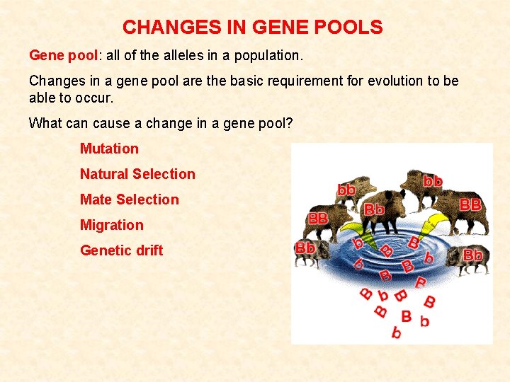 CHANGES IN GENE POOLS Gene pool: all of the alleles in a population. Changes CHANGES IN GENE POOLS Gene pool: all of the alleles in a population. Changes