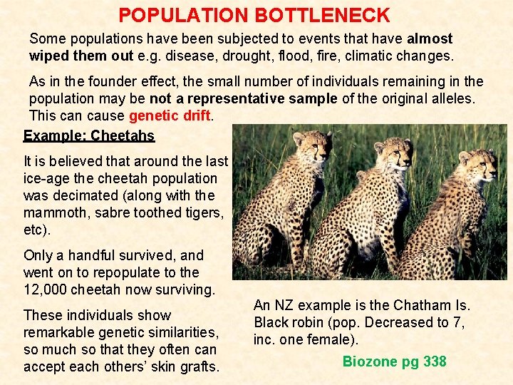 POPULATION BOTTLENECK Some populations have been subjected to events that have almost wiped them POPULATION BOTTLENECK Some populations have been subjected to events that have almost wiped them