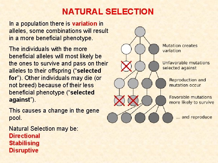 NATURAL SELECTION In a population there is variation in alleles, some combinations will result NATURAL SELECTION In a population there is variation in alleles, some combinations will result