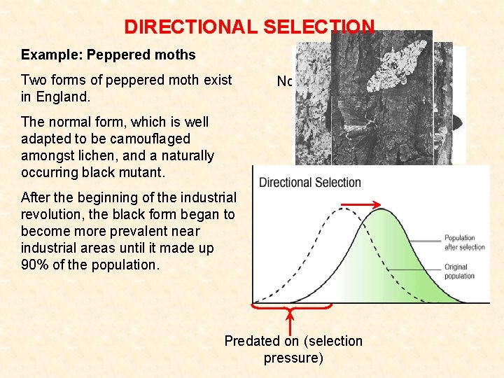 DIRECTIONAL SELECTION Example: Peppered moths Two forms of peppered moth exist in England. Normal DIRECTIONAL SELECTION Example: Peppered moths Two forms of peppered moth exist in England. Normal