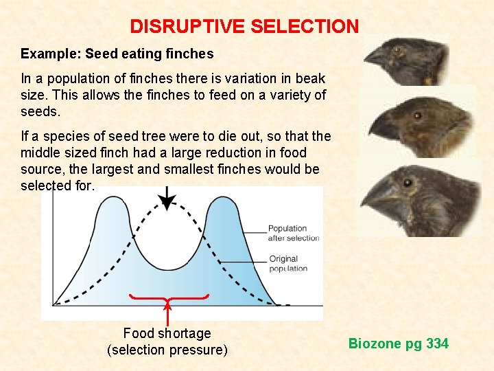 DISRUPTIVE SELECTION Example: Seed eating finches In a population of finches there is variation DISRUPTIVE SELECTION Example: Seed eating finches In a population of finches there is variation