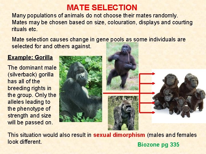 MATE SELECTION Many populations of animals do not choose their mates randomly. Mates may MATE SELECTION Many populations of animals do not choose their mates randomly. Mates may