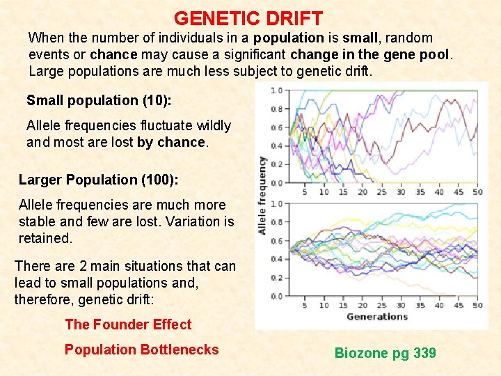 GENETIC DRIFT When the number of individuals in a population is small, random events GENETIC DRIFT When the number of individuals in a population is small, random events