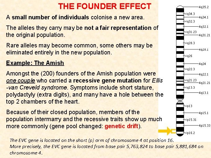 THE FOUNDER EFFECT A small number of individuals colonise a new area. The alleles THE FOUNDER EFFECT A small number of individuals colonise a new area. The alleles