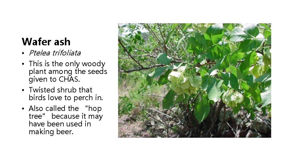 Wafer ash • Ptelea trifoliata • This is the only woody plant among the