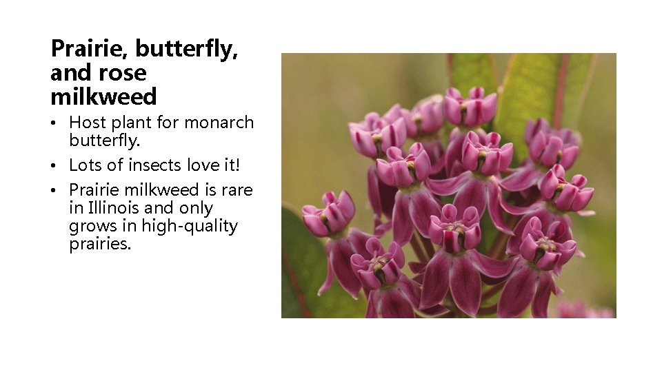 Prairie, butterfly, and rose milkweed • Host plant for monarch butterfly. • Lots of