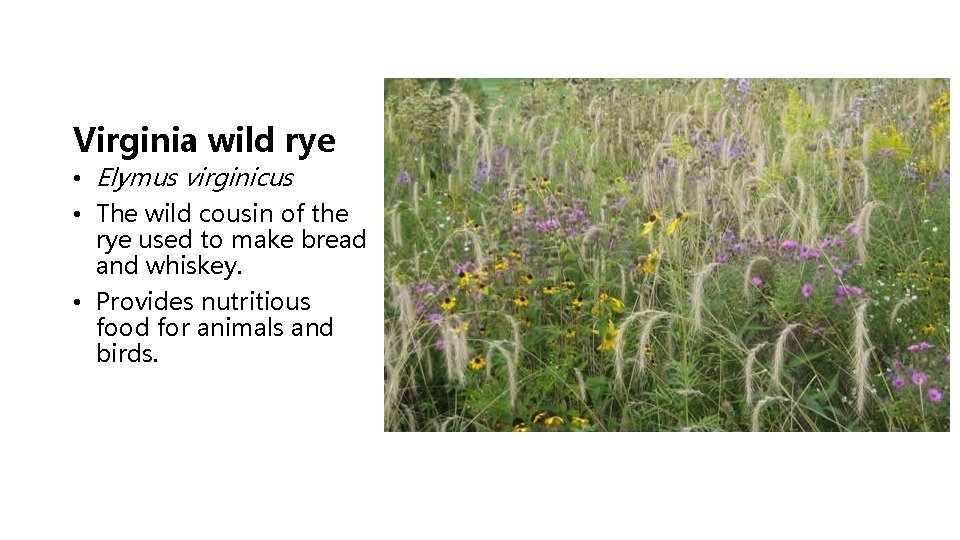 Virginia wild rye • Elymus virginicus • The wild cousin of the rye used