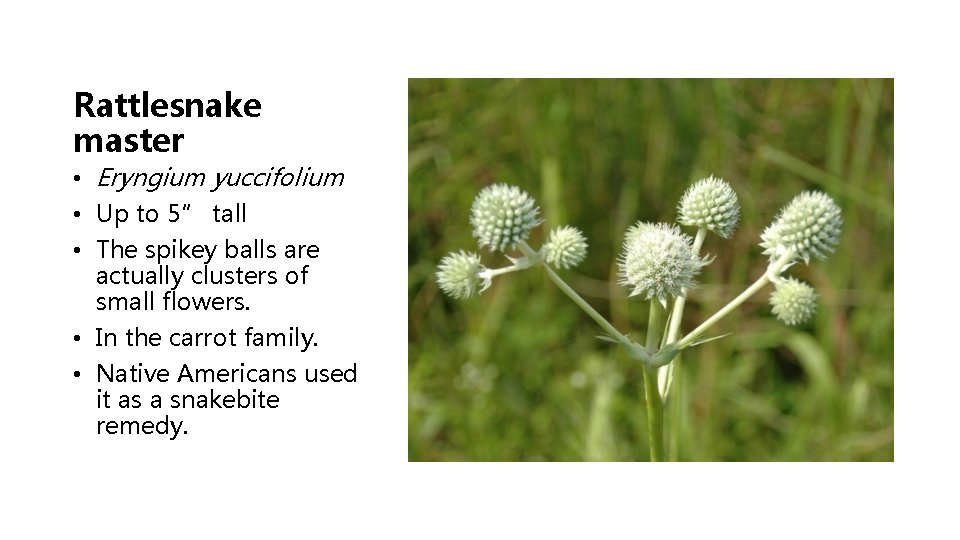 Rattlesnake master • Eryngium yuccifolium • Up to 5” tall • The spikey balls