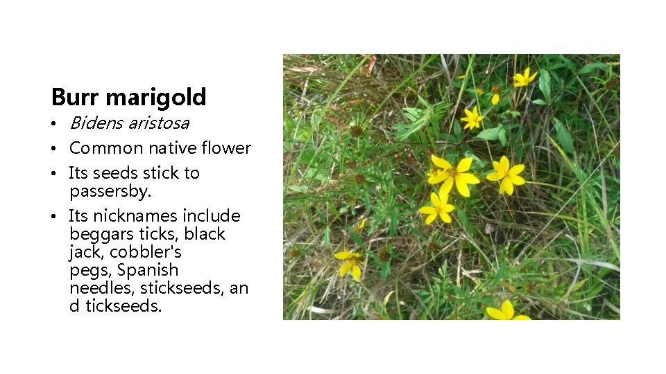 Burr marigold • Bidens aristosa • Common native flower • Its seeds stick to
