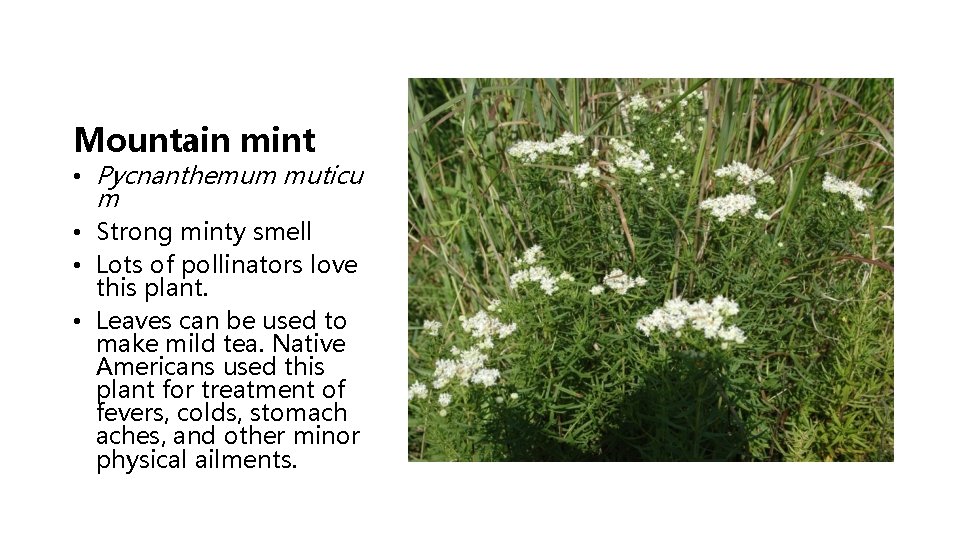Mountain mint • Pycnanthemum muticu m • Strong minty smell • Lots of pollinators