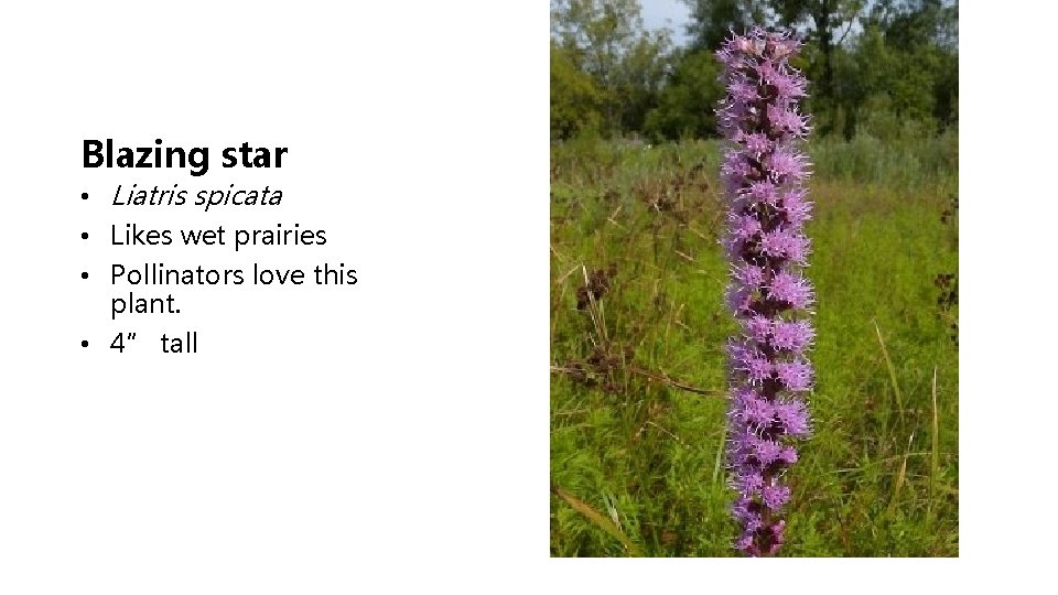 Blazing star • Liatris spicata • Likes wet prairies • Pollinators love this plant.