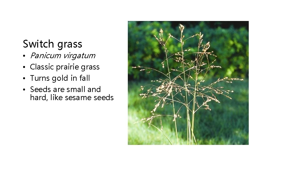 Switch grass • • Panicum virgatum Classic prairie grass Turns gold in fall Seeds