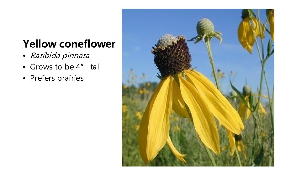 Yellow coneflower • Ratibida pinnata • Grows to be 4” tall • Prefers prairies