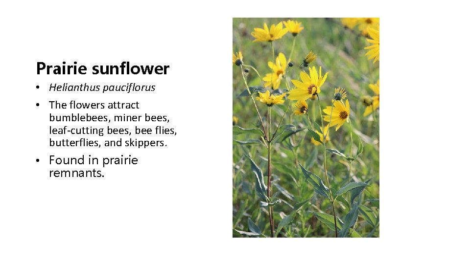 Prairie sunflower • Helianthus pauciflorus • The flowers attract bumblebees, miner bees, leaf-cutting bees,