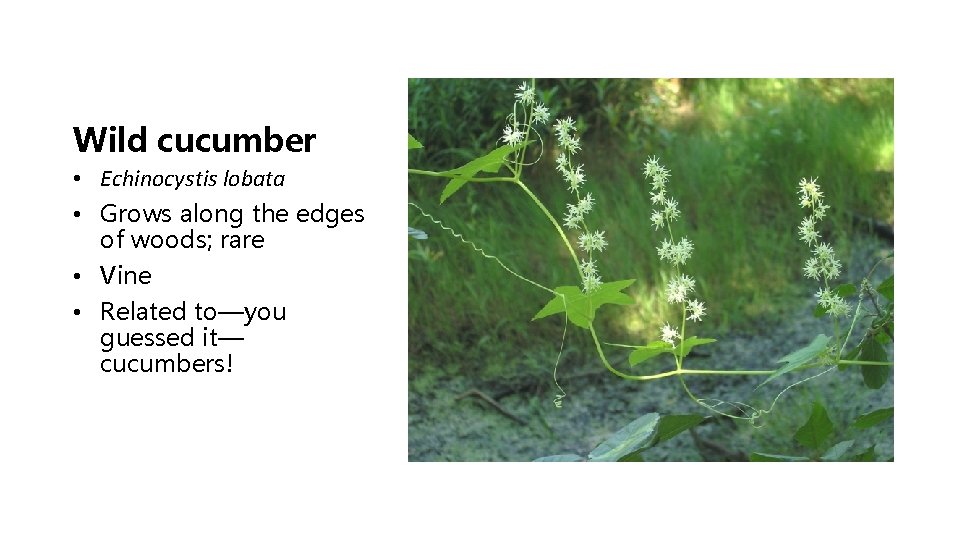 Wild cucumber • Echinocystis lobata • Grows along the edges of woods; rare •