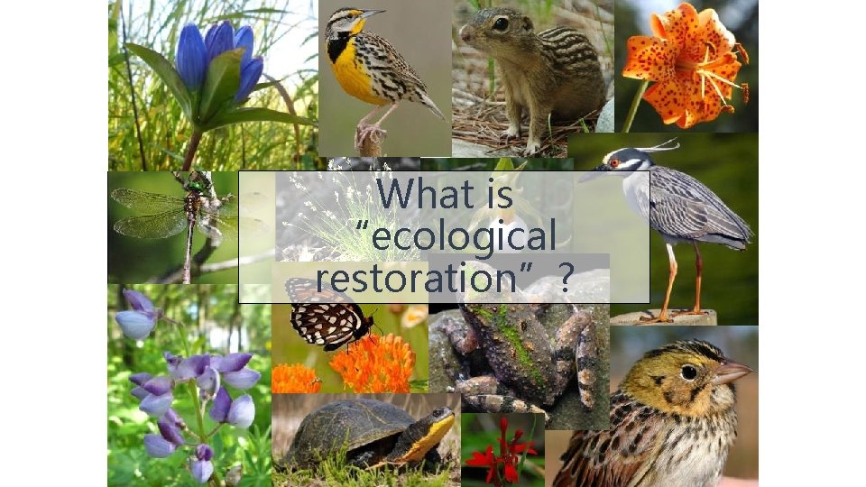 What is “ecological restoration”? 