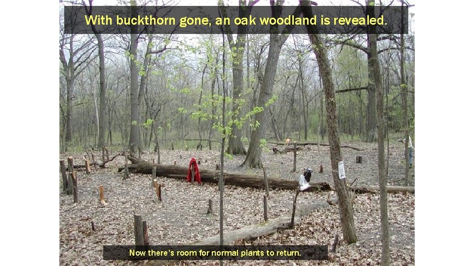 With buckthorn gone, an oak woodland is revealed. Now there’s room for normal plants