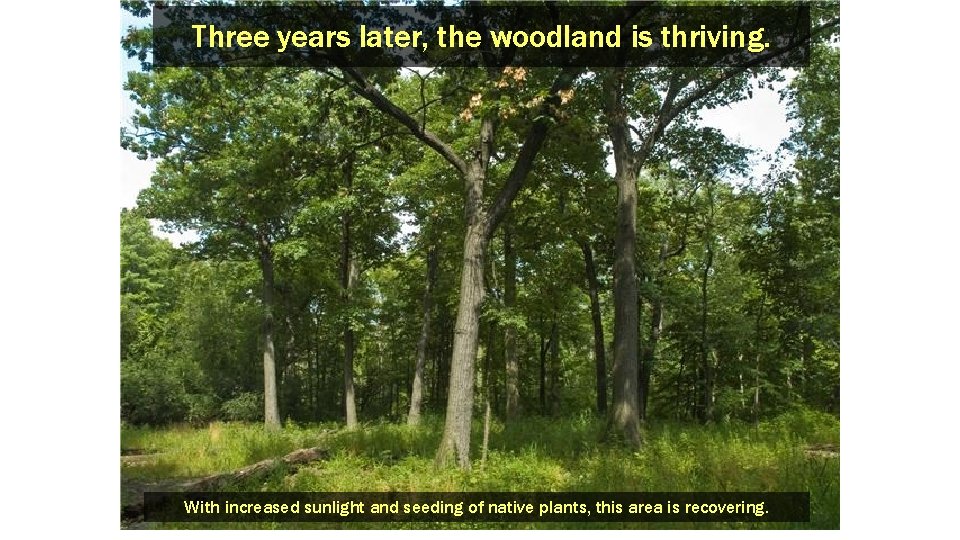 Three years later, the woodland is thriving. With increased sunlight and seeding of native