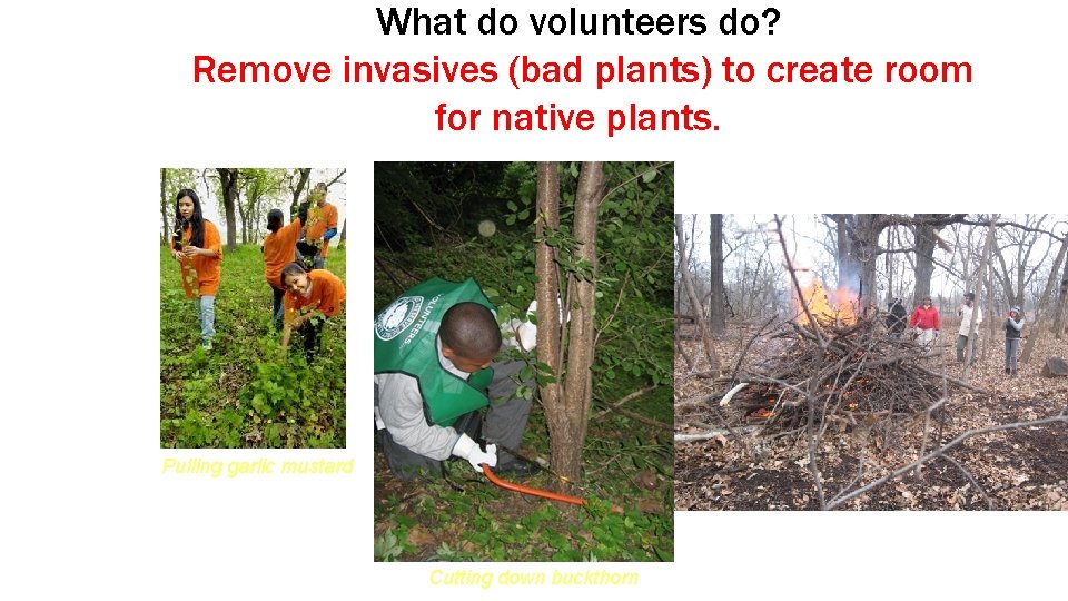 What do volunteers do? Remove invasives (bad plants) to create room for native plants.