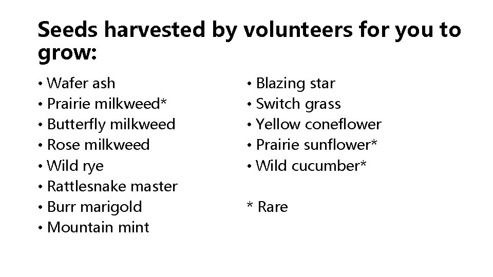 Seeds harvested by volunteers for you to grow: • Wafer ash • Prairie milkweed*
