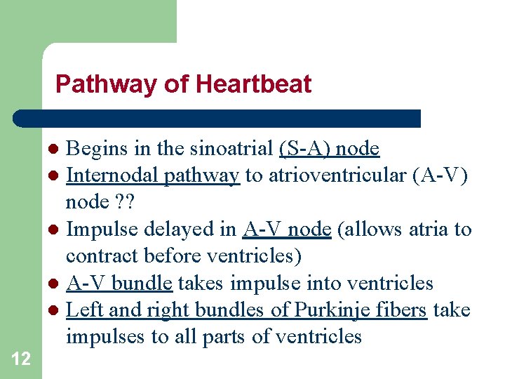 Pathway of Heartbeat Begins in the sinoatrial (S-A) node l Internodal pathway to atrioventricular