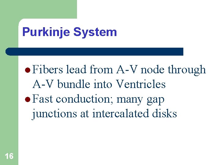 Purkinje System l Fibers lead from A-V node through A-V bundle into Ventricles l