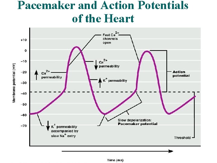 Pacemaker and Action Potentials of the Heart 21 