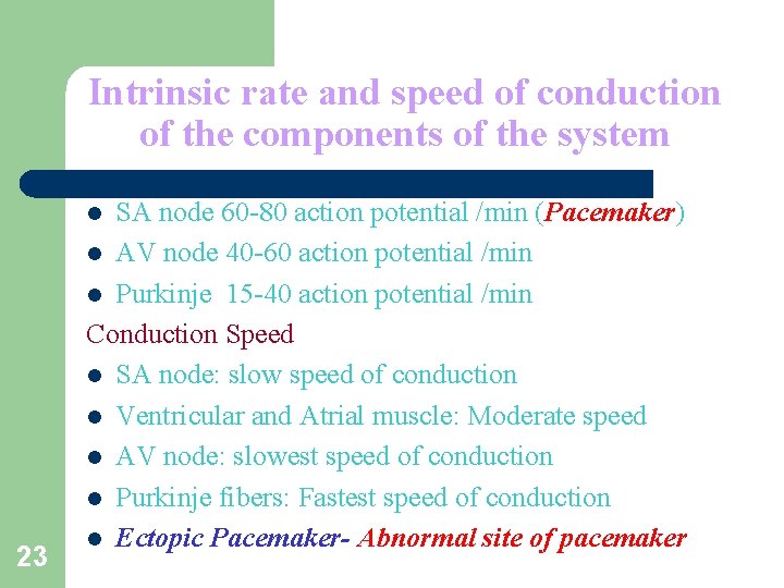 Intrinsic rate and speed of conduction of the components of the system SA node
