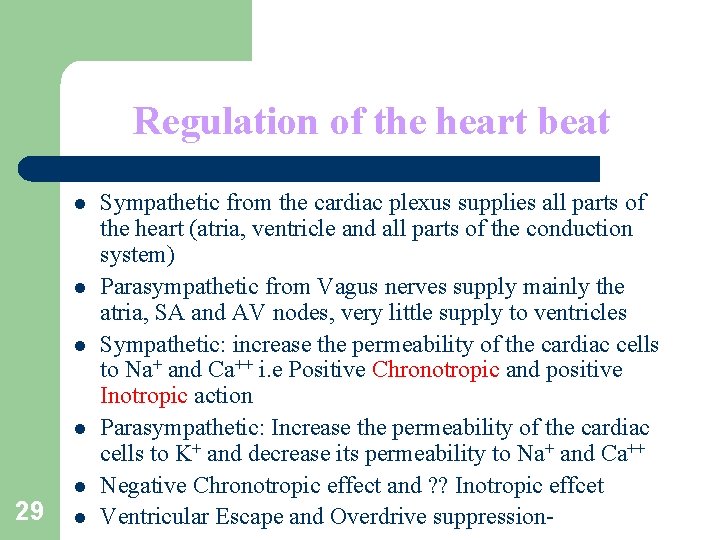 Regulation of the heart beat l l l 29 l Sympathetic from the cardiac