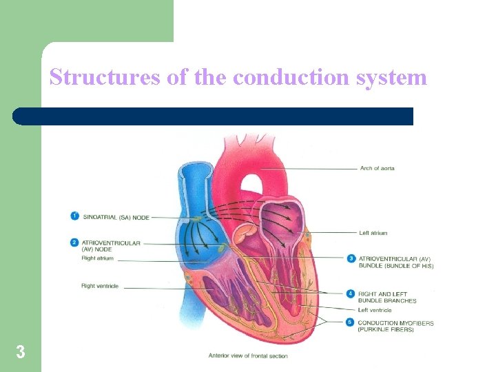 Structures of the conduction system 3 