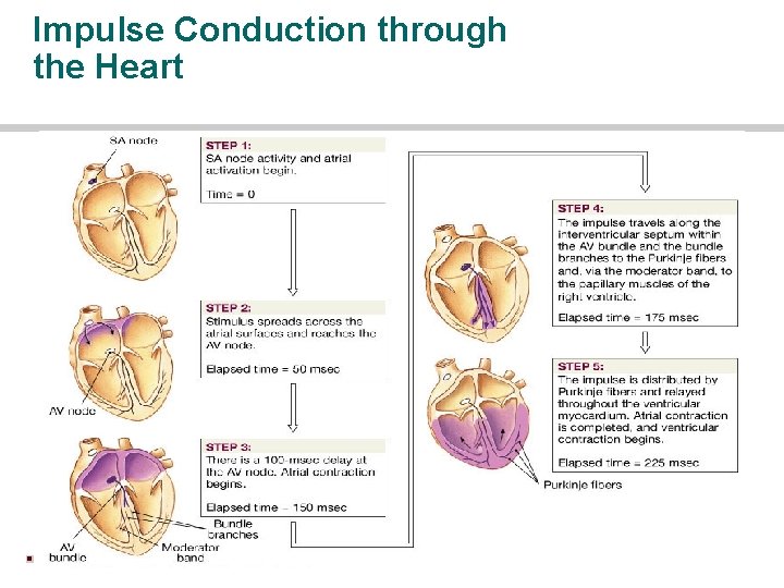 Impulse Conduction through the Heart 