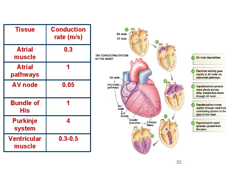 Tissue Conduction rate (m/s) Atrial muscle 0. 3 Atrial pathways 1 AV node 0.