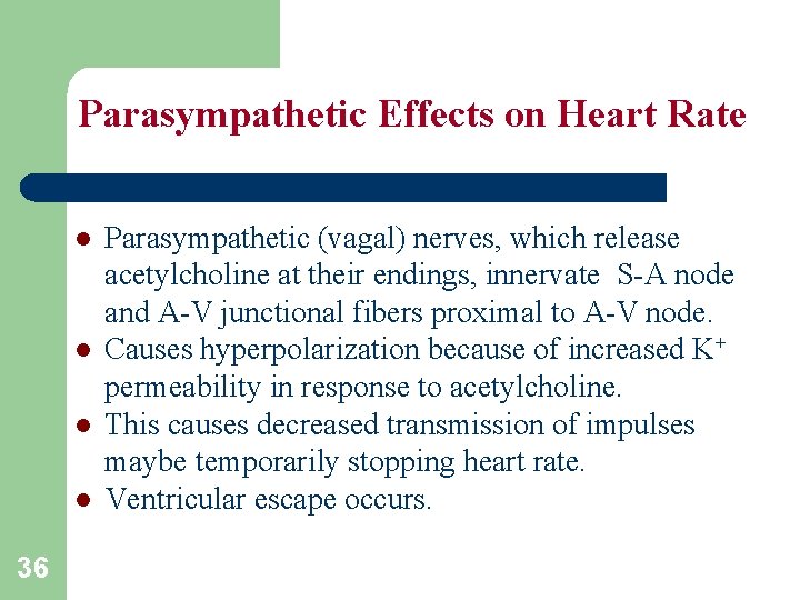 Parasympathetic Effects on Heart Rate l l 36 Parasympathetic (vagal) nerves, which release acetylcholine