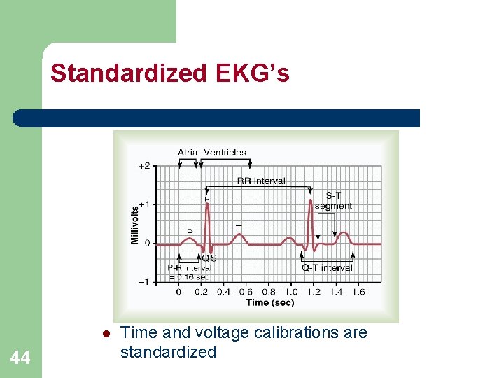 Standardized EKG’s l 44 Time and voltage calibrations are standardized 