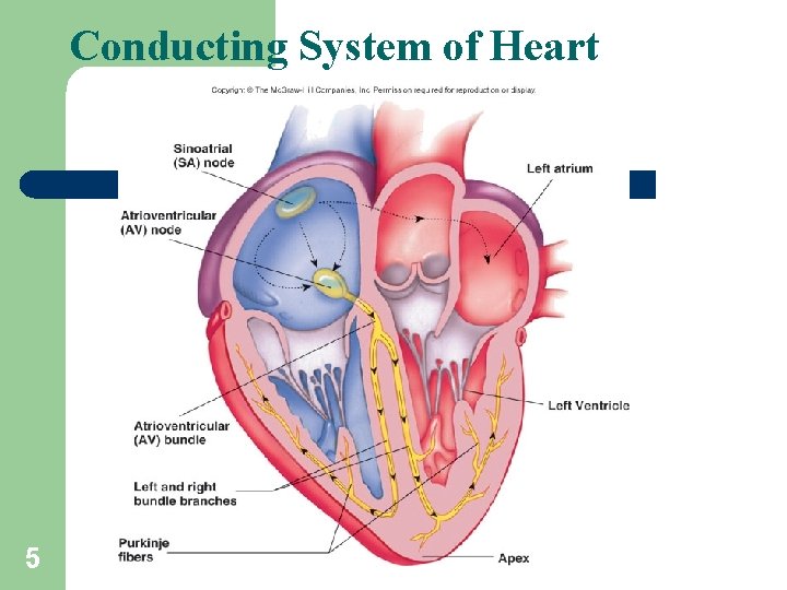 Conducting System of Heart 5 