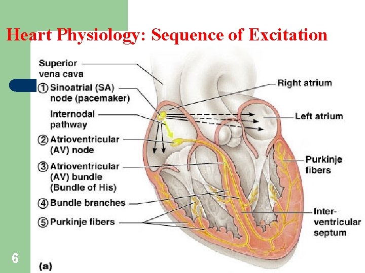 Heart Physiology: Sequence of Excitation 6 