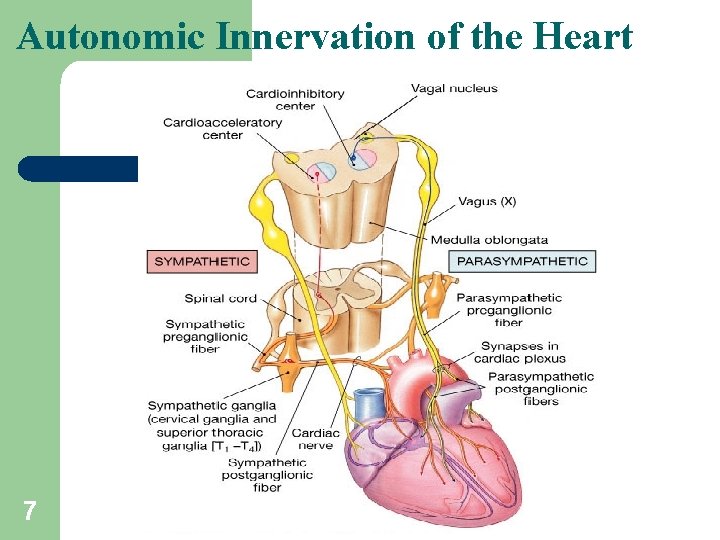 Autonomic Innervation of the Heart 7 