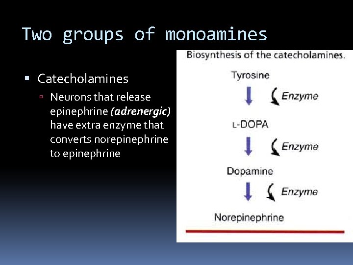 NEUROTRANSMITTERS AND NEUROPHARMACOLOGY Neurotransmitter substances the ...
