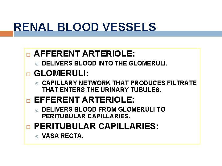 RENAL BLOOD VESSELS AFFERENT ARTERIOLE: GLOMERULI: CAPILLARY NETWORK THAT PRODUCES FILTRATE THAT ENTERS THE