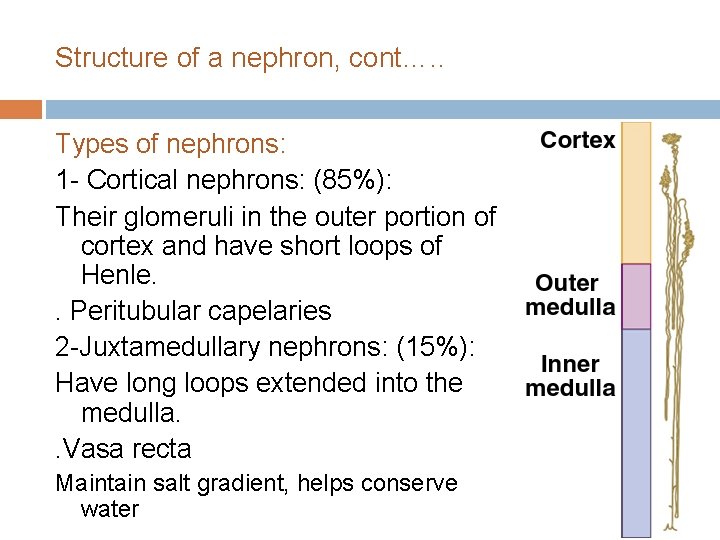 Structure of a nephron, cont…. . Types of nephrons: 1 - Cortical nephrons: (85%):