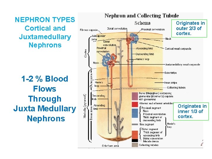 NEPHRON TYPES Cortical and Juxtamedullary Nephrons 1 -2 % Blood Flows Through Juxta Medullary