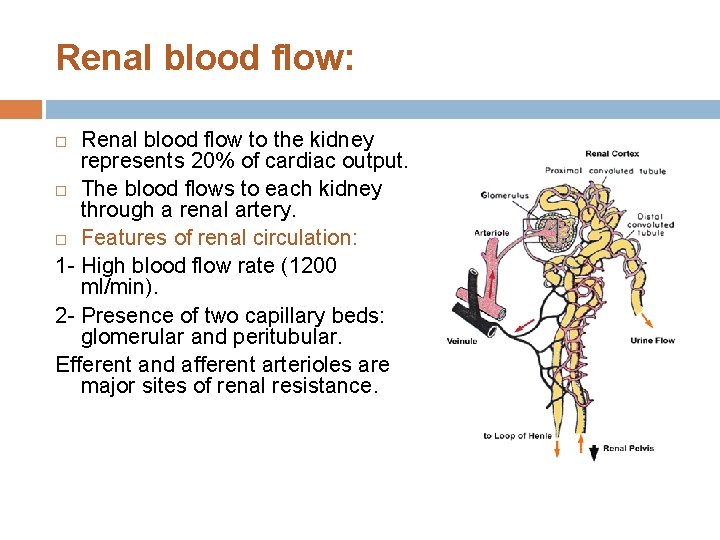 Renal blood flow: Renal blood flow to the kidney represents 20% of cardiac output.