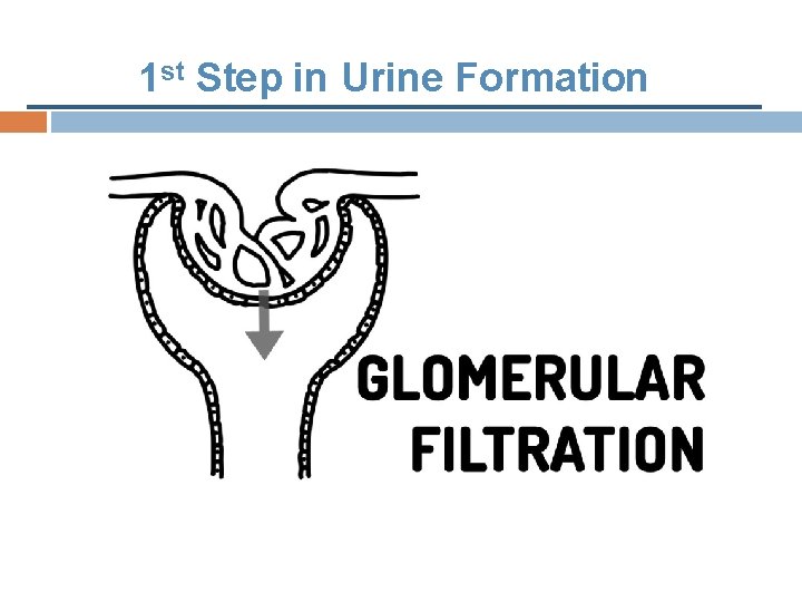 1 st Step in Urine Formation 