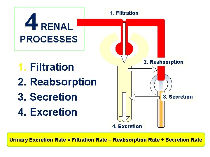 4 1. Filtration RENAL PROCESSES 2. Reabsorption 1. Filtration 2. Reabsorption 3. Secretion 4.