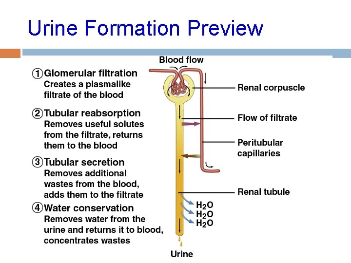 Urine Formation Preview 