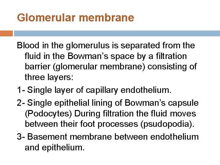 Glomerular membrane Blood in the glomerulus is separated from the fluid in the Bowman’s