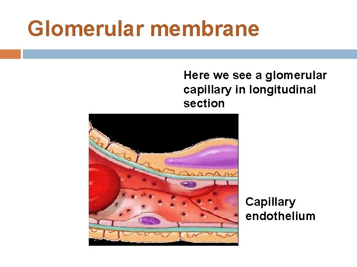 Glomerular membrane Here we see a glomerular capillary in longitudinal section Capillary endothelium 